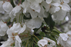 Photo of a group of white flowers covered in water drops 