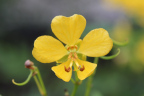 Photo of a yellow orchid-like flower with five petals and curving pistils