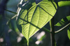 Photo of a large leaf backlit showing the veins