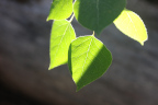 Photo of five green flowers with the sun shining directly on four of them