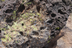Close-up photo of basalt rock with green lichen growing on it