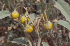 Close-up photo of light orange pods of a plant