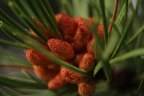 Photo of a close-up of a group of reddish-brown cones surrounded by green narrow leaves